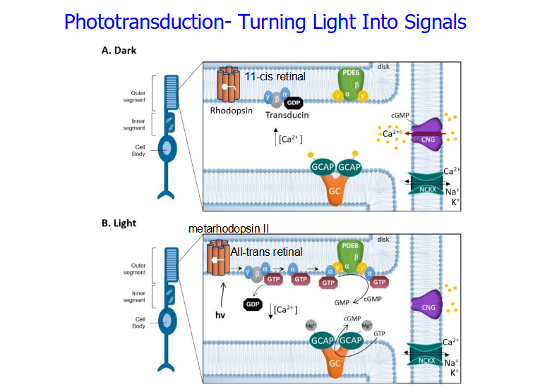 <p>The process of turning light into signals.</p><p>Rods:</p><p>There is a key pigment called Rhodopsin</p><ul><li><p>Made of Opsin which is the orange membrane bound protein.</p></li><li><p>Made of 11-cis retinal which is the light sensitive molecule derived from vitamin a.</p></li><li><p>Opsin alone can’t detect light, the light detector is 11-cis retinal.</p></li></ul><p>In the dark, the 11-cis retinal is stable and bound to the opsin → Rhodopsin is in its inactive form. In the outer segment, guanylyl cyclase is producing cGMP → binding to CNG ion gated channels → open → influx of calcium and sodium → rod depolarization → glutamate release. NCKX brings sodium and calcium in in exchange for calcium to maintain depolarized state.</p><p>In the light, 11-cis retinal isomerizes into an all-trans retinal → opsin gets activated → rhodopsin becomes metarhodopsin II which is its active form → sets off a g-protein cascade that activates g protein called transducin → alpha subunit diassociates → activates PDE6 → cGMP is broken to GMP → cGMP doesn’t bind to CNG → no calcium influx → no depolarization → hyperpolarization → reduced glutamate release → bipolar cells understand that light has been detected. </p><p>Normally calcium inhibits GCAP protein → less calcium because of light → no more inhibition → GCAP turns GTP to cGMP → can activate CNG to reset the system. </p><p></p>