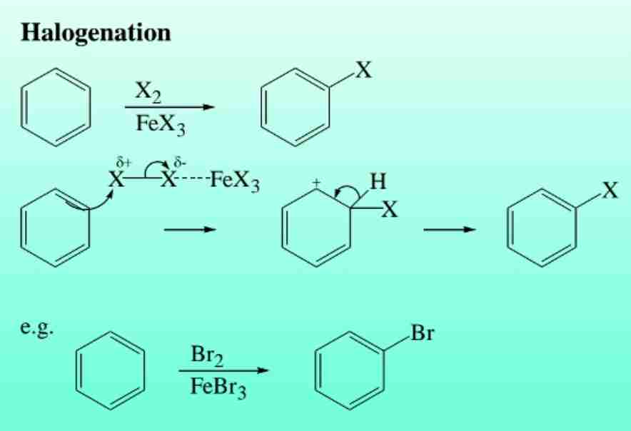 <p><span>Bromination or chlorination in the presence of a Lewis acid catalyst (e.g., FeBr3).</span></p>