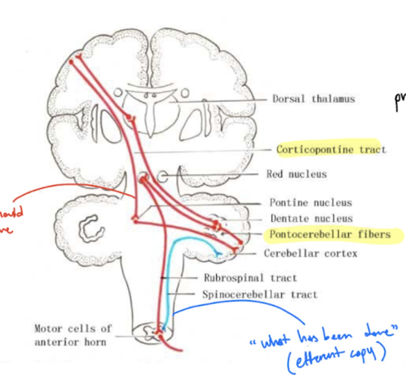<p>1. conscious -- goes into cortex (3, 1, 2)</p><p>2. unconscious -- goes to cerebellum (ipsilateral)</p><p>unconscious -- blue line</p>