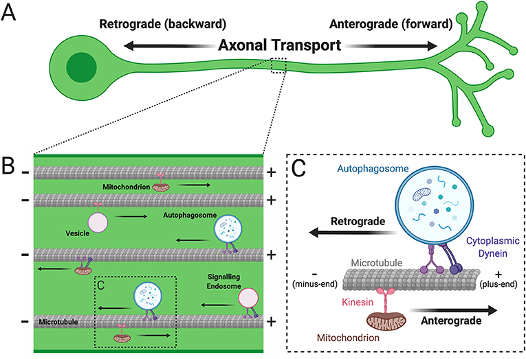 <p>Retrograde transport </p>