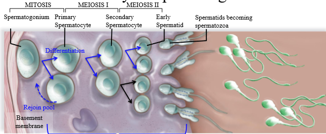 <p>1. Spermatogonium undergoes mitosis, creating 1 cell that will remain spermatogonium (rejoins pool), and one cell that becomes a primary spermatocyte</p><p>2. Primary spermatocyte undergoes meiosis I, splitting into a secondary spermatocyte which is haploid with 2 copies of DNA (23 pairs of chromatids)</p><p>3. Secondary spermatocyte undergoes meiosis 2 to be come a haploid spermatid</p><p>4. Spermatids mature/differentiate into spermatozoa</p>