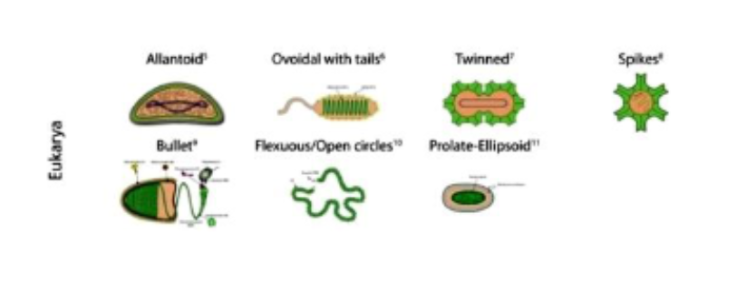 <ul><li><p>allantoid</p></li><li><p>ovoidal with tails</p></li><li><p>twinned</p></li><li><p>spikes</p></li><li><p>bullet</p></li><li><p>flexuous/open circle</p></li><li><p>prolate ellipsoid</p></li></ul><p></p>