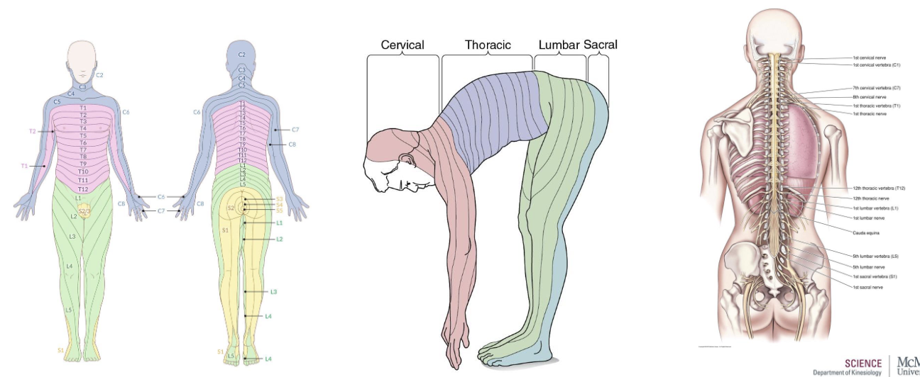 <p>Dermatomes diagram – The distribution/mapping of spinal nerves</p><ul><li><p>Comes from an evolutionary standpoint (all 4s → <span><span>bipedalism)</span></span></p></li></ul><p></p>