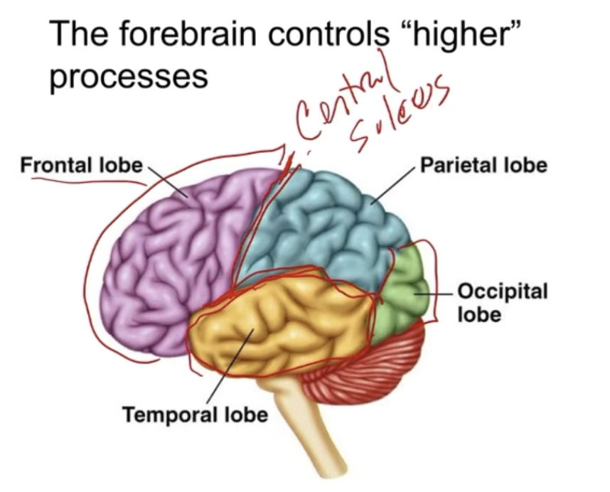 <ul><li><p><strong>Frontal lobe</strong></p><ul><li><p>Anything in front of <strong>Central Sulcus</strong></p></li><li><p>Voluntary control of movement</p><ul><li><p>Thinking, memory, reasoning, self control</p></li></ul></li></ul></li></ul><p></p><ul><li><p><strong>Parietal lobe</strong></p><ul><li><p>Directly behind frontal lobe / central sulcus</p></li><li><p>Knowing where you are in space (proprioception), receiving and understanding senses</p></li></ul></li><li><p><strong>Occipital lobe</strong></p><ul><li><p>At the very back</p></li><li><p>Vision</p></li></ul></li><li><p><strong>Temporal lobe</strong></p><ul><li><p>Both sides</p></li><li><p>Language, hearing, memory encoding</p></li></ul></li></ul><p></p>
