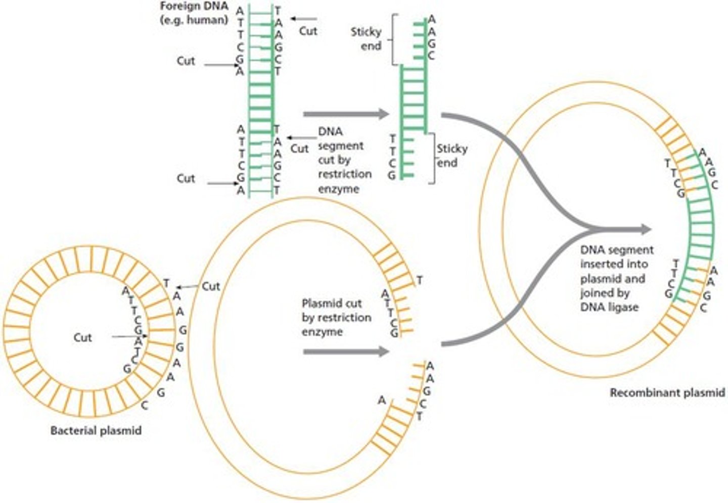 <p>Enzymes that join (ligate) the sugar-phosphate backbones of DNA fragments.</p>