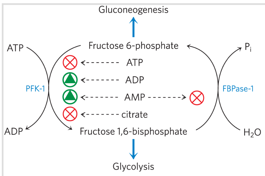 <p>AMP &amp; ADP</p><p>Fructose 2,6-bisphosphate (F2,6BP)</p><p></p>