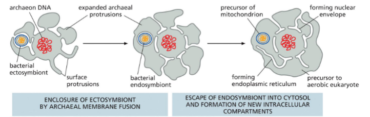 <p>Entangle-engulf-endogenize (E<sup>3</sup> ) model </p><p>Ancient anaerobic archeal cell and ancient aerobic bacterium</p><ul><li><p>started as ectosymbiote (outside)</p></li><li><p>then engulfed as endosymbiote</p></li><li><p>then bacteria membrane broken</p></li></ul><p>(other model show predatory mechanism)</p><p></p>
