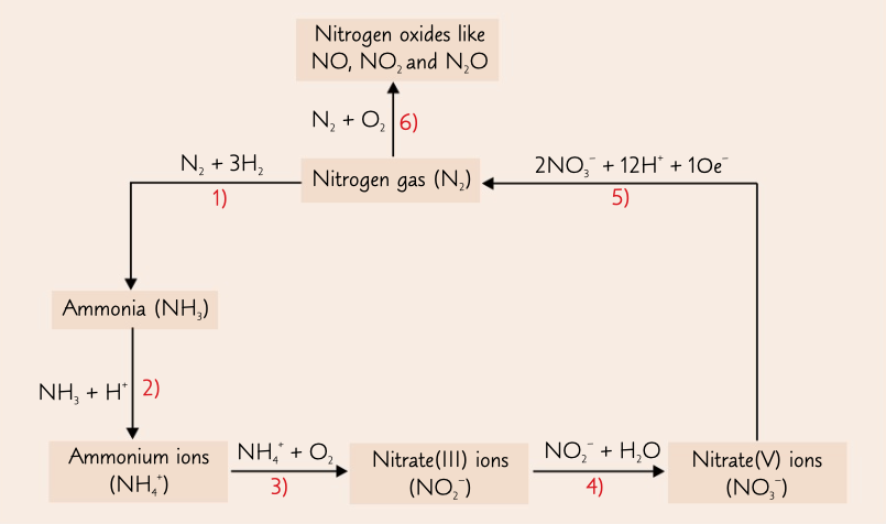 <p>process where nitrogen goes to ammonia, ammonium ions, nitrate (III) ions, nitrate (V) ions and back to nitrogen to to nitrogen oxides</p>