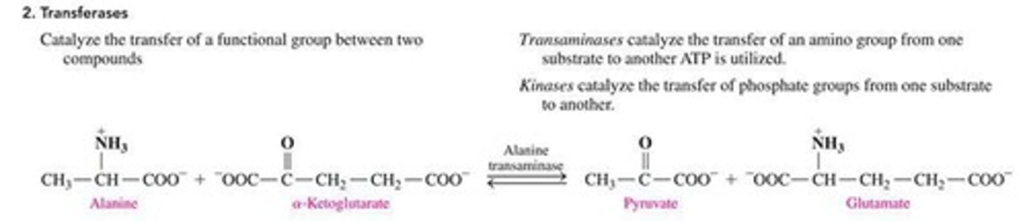 <p>They move functional groups from one molecule to another, such as amines or phosphates.</p>