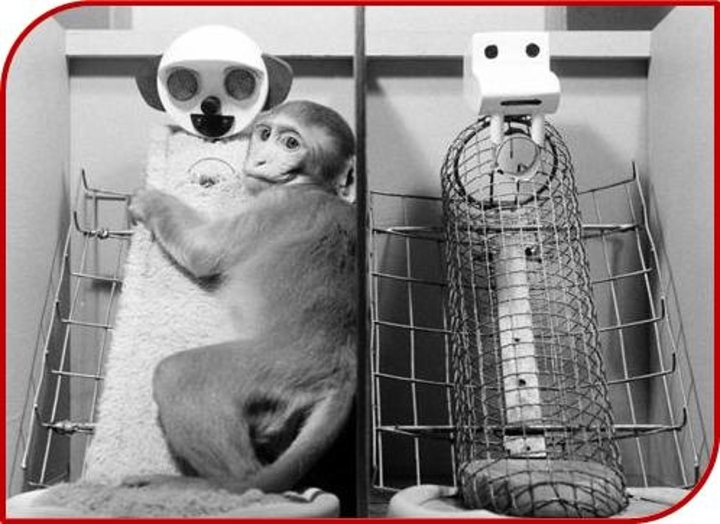 <p>You would expect the monkey to spend most of its time with the cloth mother. This reveals that comfort is a huge factor in forming secure attachments.</p>