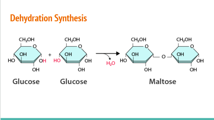 <p>-OH from one monosaccharide removed and an -H removed from the other, creates water (which is why water is released during process)</p><p></p>