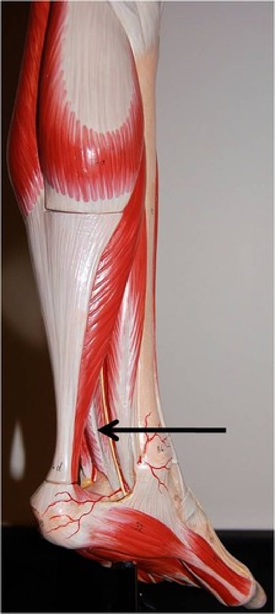 <p>Flexes hallux, inverts foot</p>