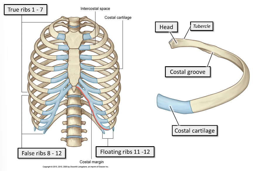 <ul><li><p>Ribs 1 - 7 are&nbsp;<strong><u><span>true ribs</span></u></strong><u><span>.</span></u> True ribs articulate&nbsp;<strong>directly with the sternum </strong>anteriorly, via short costal cartilages. Every true rib has its own costal cartilage&nbsp;</p></li><li><p>Ribs 8 - 12 are&nbsp;<strong><u><span>false ribs.</span></u></strong> False ribs articulate&nbsp;<strong>indirectly with the sternum&nbsp;</strong>anteriorly, via long, shared costal cartilages, or do not articulate with the sternum at all.&nbsp;</p></li><li><p>Ribs 11 - 12 are&nbsp;<strong><u><span>floating</span></u> ribs.&nbsp;</strong>They&nbsp;<strong>do not&nbsp;</strong> articulate with the sternum anteriorly, and are shorter and pointier than the other ribs.</p></li></ul>