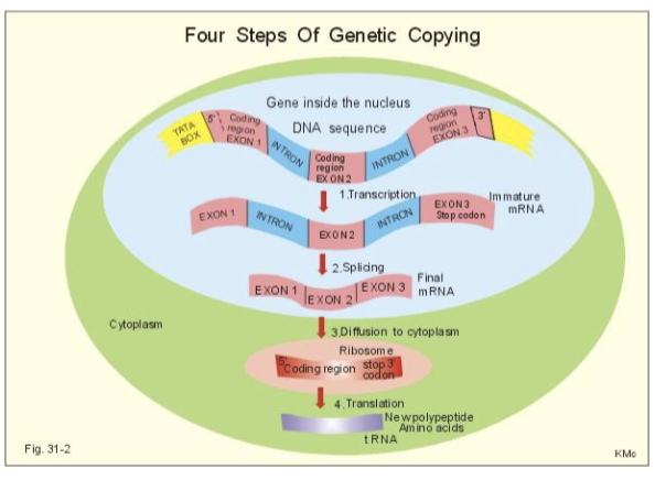 <ul><li><p>transcription occurs in the nucleus - mNA has to go from nucleus to cytoplasm</p></li><li><p>eukaryotic genes have non coding regions called <strong><u>introns</u></strong></p></li><li><p>RNA polymerase transcribes a primary RNA transcript that includes these <strong><u>introns</u></strong></p></li><li><p><strong><u>introns</u></strong> are removed, spliced out, in a process called <strong><u>splicing</u></strong> to make final mRNA</p></li></ul><p></p>