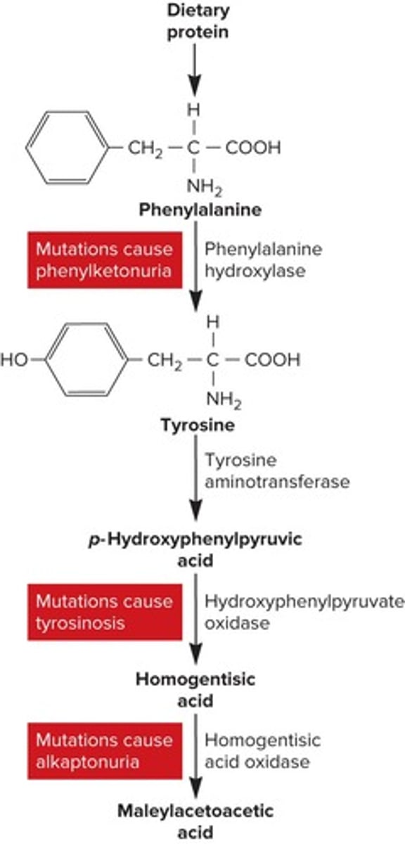 <p>A particular enzyme, specifically homogentisic acid oxidase.</p>