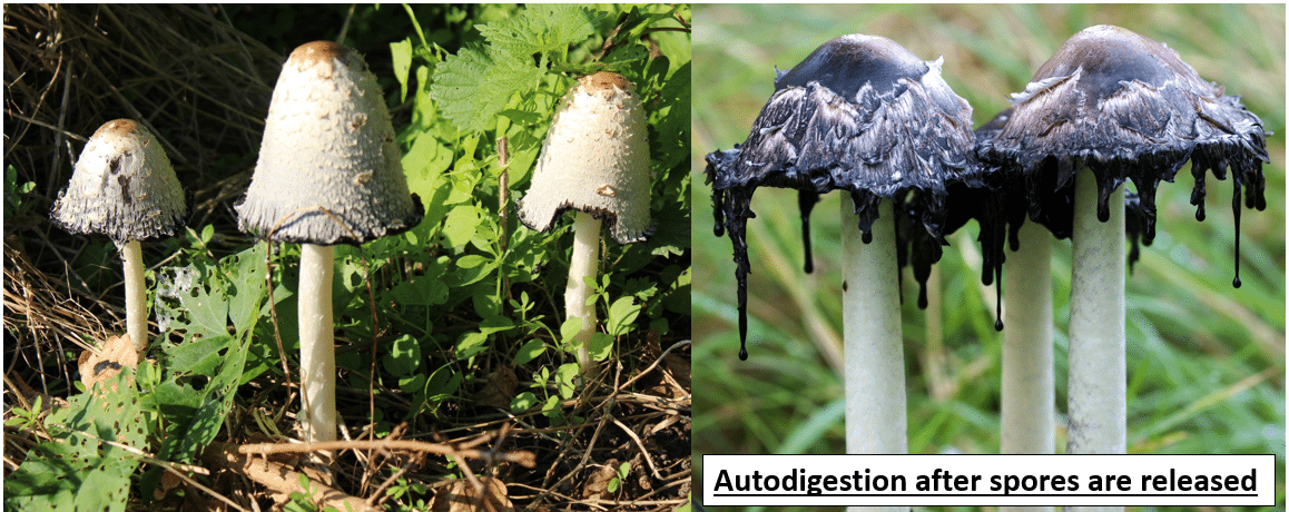 <p>Coprinus comatus</p>