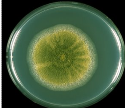 <p>Aspergillus flavus</p>