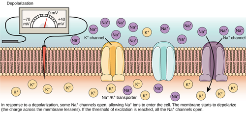 A stimulus triggers the opening of Na+ channels in the membrane. The stimulus may be a neurotransmitter binding to its receptor protein or physical stimulus of a sensory neuron.

Because the concentration of Na+ is higher outside the cell than inside the cell, Na+  ions will rush into the cell when Na+ channels open. Sodium is a positively charged ion, so the sodium cation entering the cell will cause the local charge near the channel to become positive.  As the charge rises and the threshold voltage is reached, additional voltage-gated Na+ channels open and even more Na+ ions will enter the cell. The membrane potential will reach +40 mV. This is known as depolarization.