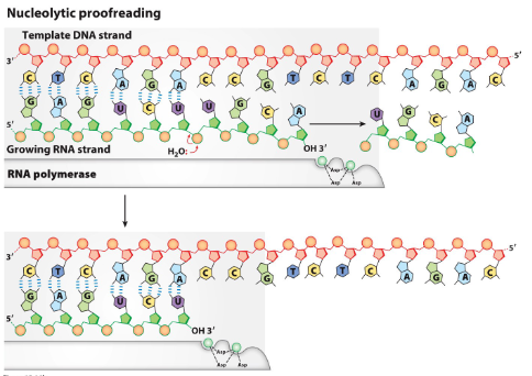 <ul><li><p><span style="font-family: sans-serif">RNA polymerase reverses direction to remove mismatched bases (usually create a bulge)</span></p></li><li><p><span style="font-family: sans-serif">RNA pol goes forward again once done proofreading</span></p></li></ul>