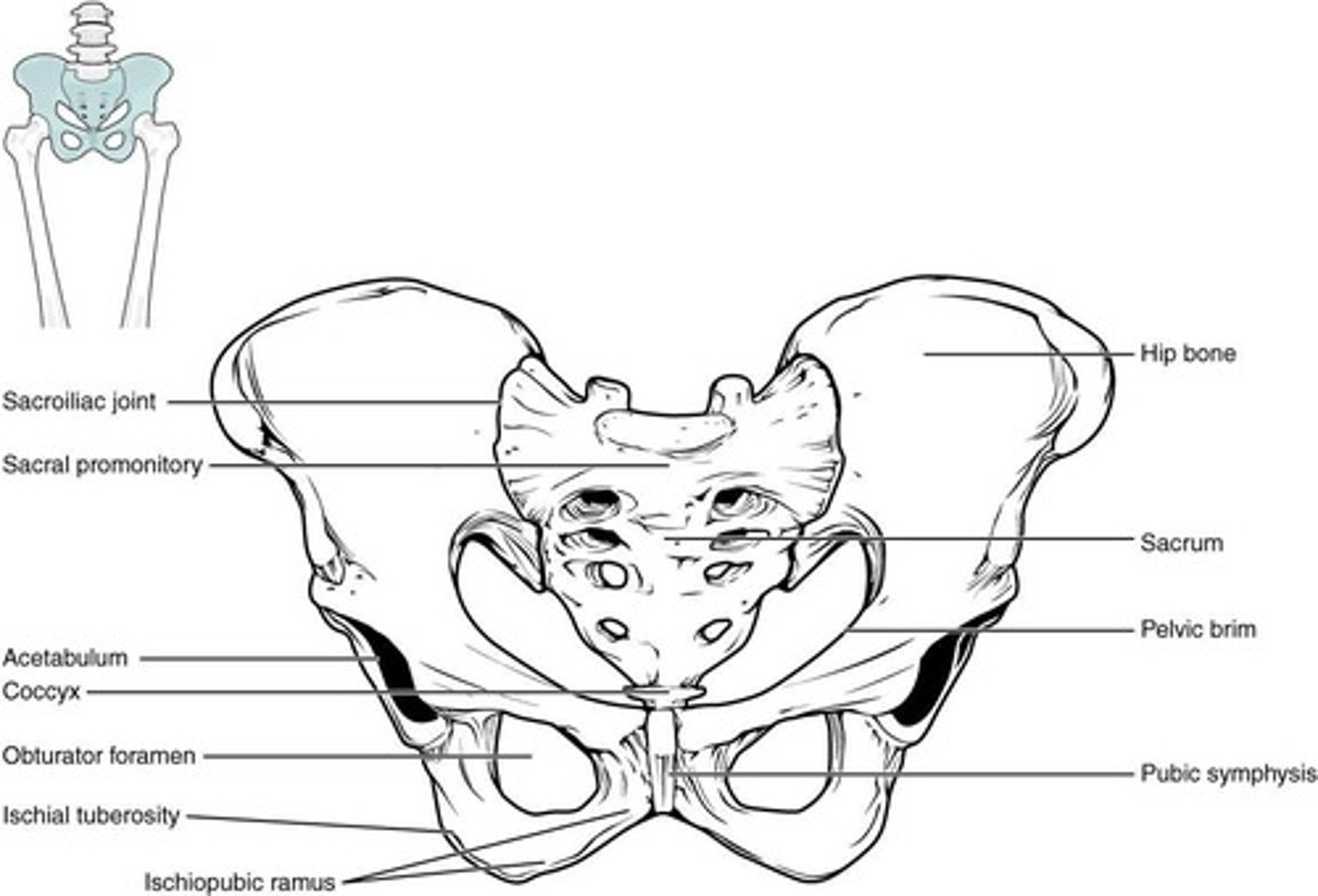 <p>Two hip bones (each made up of ilium, ischium, and pubis) that articulate with the sacrum.</p>