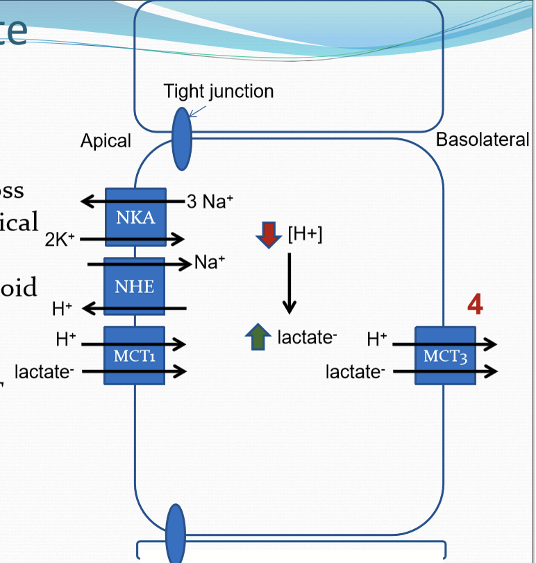 <ul><li><p>Lactic acid is transported across RPE from PR/apical side to basolateral/choroidal side</p></li><li><p>Utilizes NKA/NHE/MCT </p></li></ul><p></p>