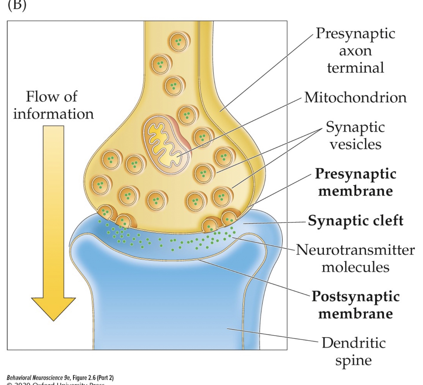 knowt flashcard image