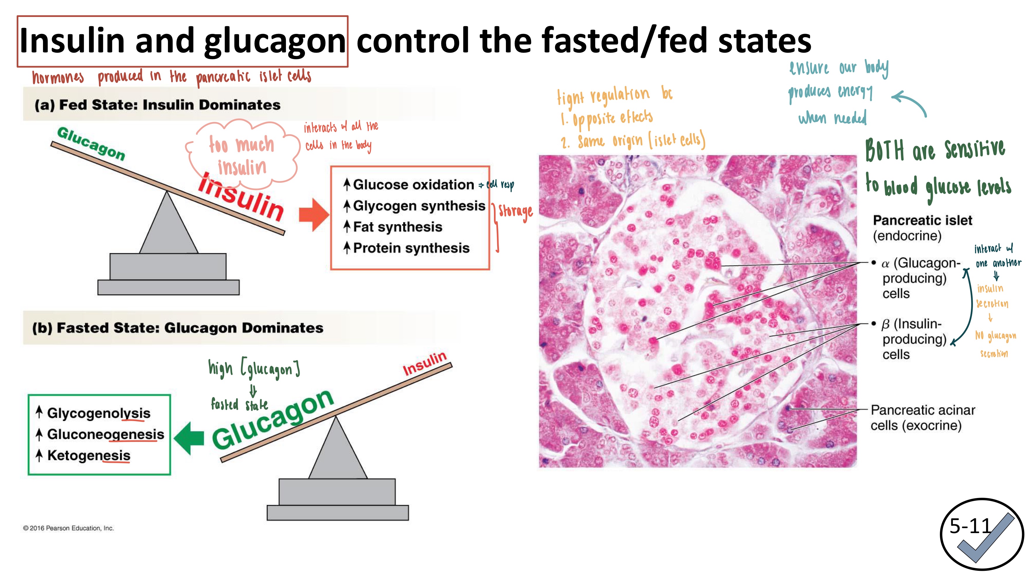 <ul><li><p><strong>Fed State Hormone</strong>: insulin</p><ul><li><p>too much blood sugar from food → need to decrease blood sugar → store it </p></li><li><p>Glycogenesis: glycogen synthesis</p></li><li><p>Lipogensis: fat synthesis</p></li><li><p>Protein synthesis</p></li></ul></li><li><p><strong>Fasted State Hormone</strong>: glucagon</p><ul><li><p>LOW blood sugar → NEED to increase it → breakdown stuff </p></li><li><p>glycogeno<strong>lysis</strong>: breakdown glycogen</p></li><li><p>gluco<strong>neogensis</strong></p><ul><li><p>amino acids, triglycerides, pyruvate, lactate, etc into glucose</p></li></ul></li><li><p>Keto<strong>genesis</strong></p></li></ul></li></ul><p></p>