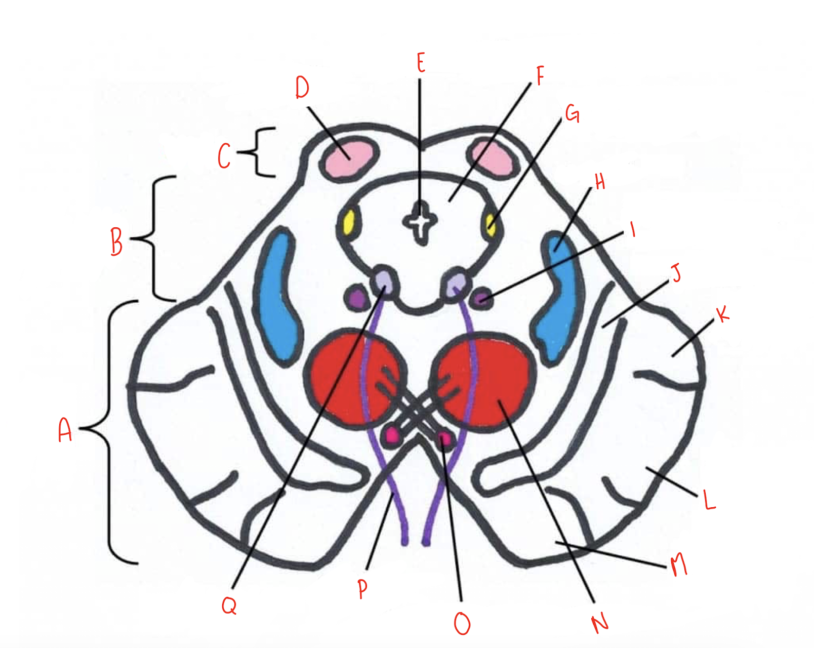 <p>What structure of the sliced superior colliculus section of the midbrain is labeled C?</p>