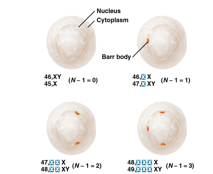 inactivated X chromosome, highly condensed structure inaccessible for gene expression

\
barr body number can be found by subtracting the one from X chromosome contained (ex, XY has zero barr, XX = 1 barr, XXX = 2 barr)