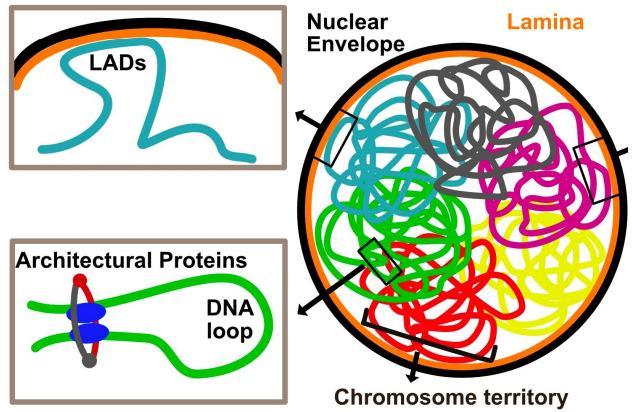 <p>parts of the chromosome that are associated with the nuclear lamina, they are areas of lower gene expression</p><ul><li><p>lamina is an inner layer of the nucleus responsible for structural integrity &amp; gene regulation</p></li></ul><p></p>