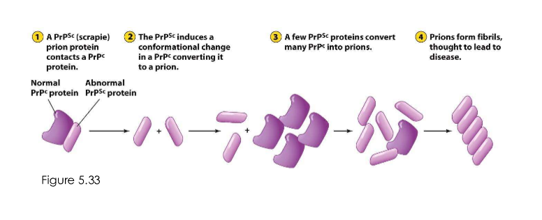 <p>Unclear. Thought to revolve around conversion of protein conformations from normal to abnormal form over time</p>