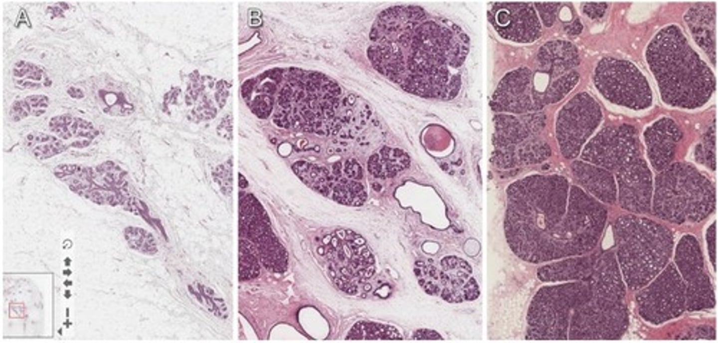 <p>describe the tissue at C</p>