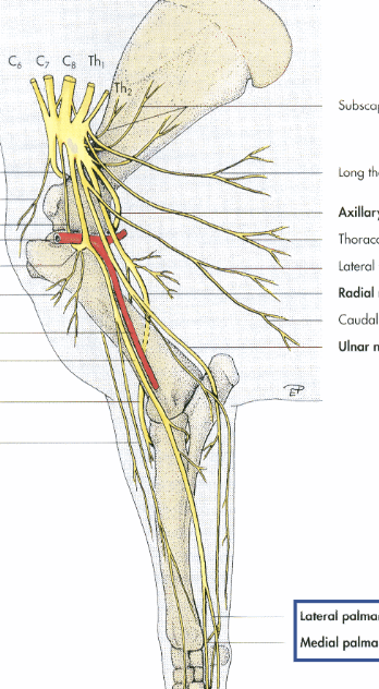 <p>what is the main nerve in this image that we are seeing going down the limb</p>