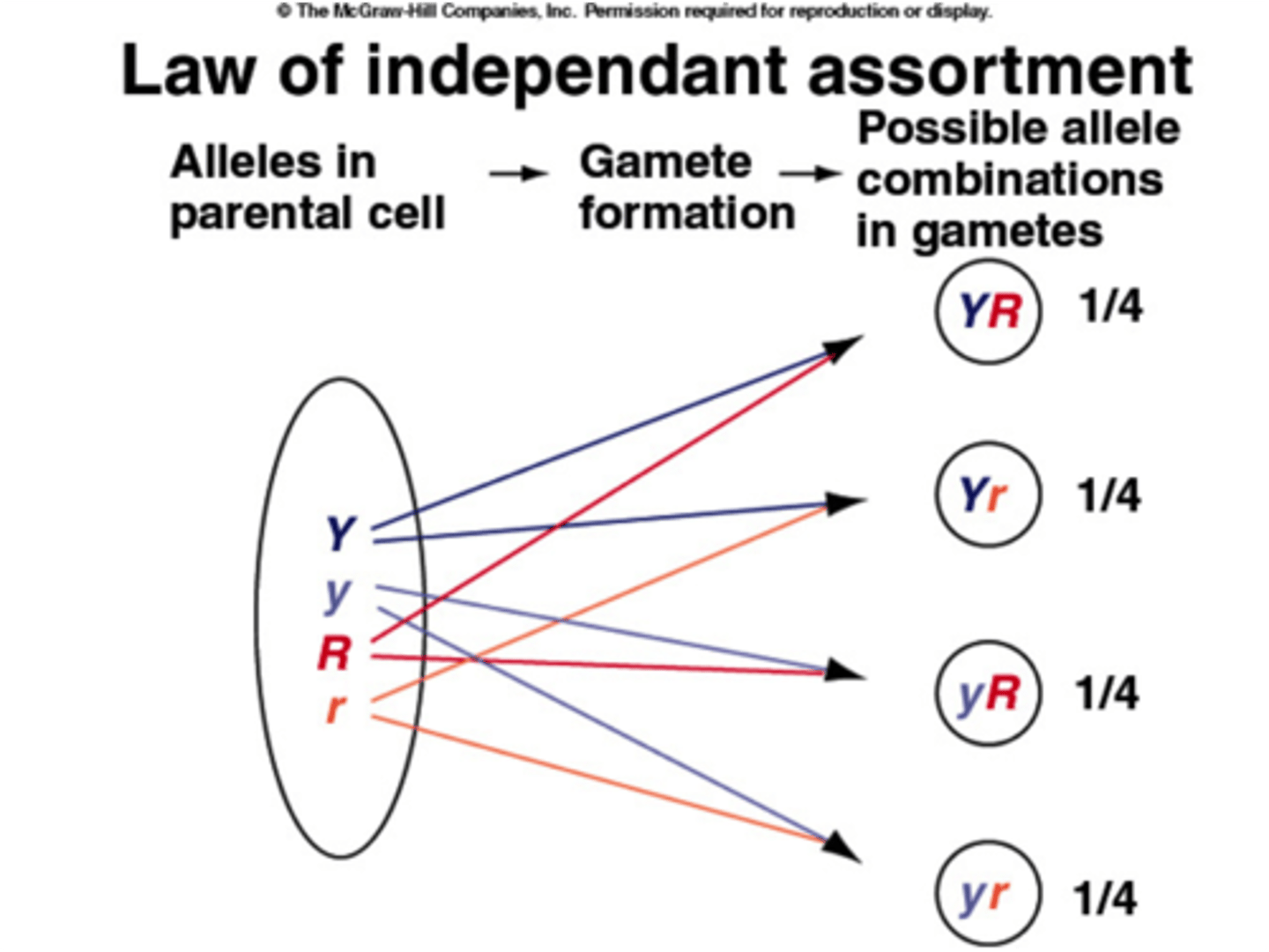 <p>Independent assortment</p>