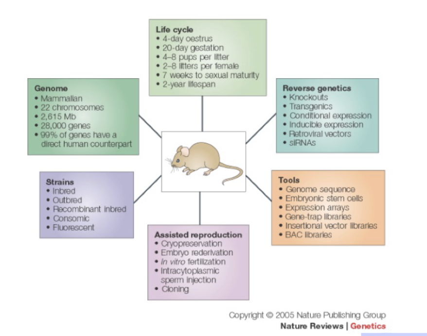 <p>99% of genes have human counterpart</p>