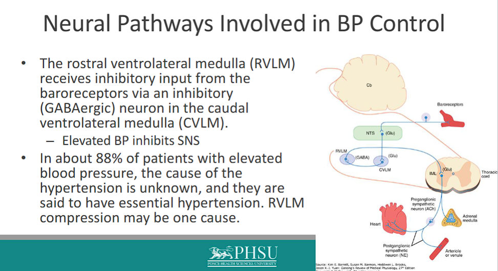 <p>The <strong>rostral ventrolateral medulla (RVLM)</strong> <u>receives inhibitory input</u> from the baroreceptors via an inhibitory (GABAergic) neuron in the caudal ventrolateral medulla (CVLM)</p><p><strong><span>High BP → Baroreceptors ↑ firing → NTS → </span><em><span>Excites</span></em><span> CVLM → CVLM </span><em><span>Inhibits</span></em><span> RVLM (via GABA) → ↓ Sympathetic Outflow → Vasodilation &amp; ↓ Heart Rate → BP RETURNS TO NORMAL</span></strong></p><p class="ds-markdown-paragraph"><strong><span>RVLM (Rostral Ventrolateral Medulla):</span></strong><span> The </span><strong><span>"ON Switch"</span></strong><span> for blood pressure. It sends excitatory signals to the </span><strong><span>sympathetic nerves that constrict blood vessels and increase heart rate. </span></strong><span>If the RVLM is active, blood pressure goes up.</span></p><p class="ds-markdown-paragraph"><strong><span>CVLM (Caudal Ventrolateral Medulla):</span></strong><span> The </span><strong><span>"OFF Switch"</span></strong><span> for the RVLM. Its job is to </span><em><span>inhibit</span></em><span> the RVLM.</span></p><p class="ds-markdown-paragraph"><strong><span>NTS (Nucleus of the Tractus Solitarius):</span></strong><span> The </span><strong><span>"Sensory Hub."</span></strong><span> It receives all the sensory input about blood pressure from the baroreceptors.</span></p><p>– Elevated BP inhibits SNS</p><p>In about 88% of patients with elevated blood pressure, the cause of the hypertension is unknown, and they are said to have essential hypertension. RVLM compression may be one cause</p>