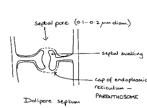 <p>specialised septa, repair damage to hyphae</p>