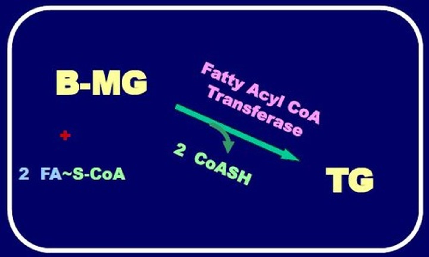 <p>B-MG + 2 FA~S-CoA--> Fatty acyl CoA Transferase + 2 CoASH --> TG</p>