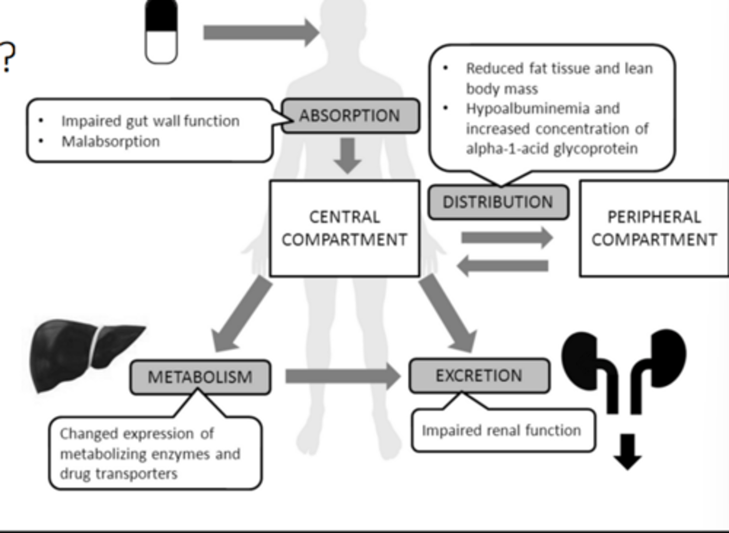 <p>ABSORPTION</p><p>Impaired gut wall function</p><p>Malabsorption</p><p>DISTRIBUTION</p><p>Reduced fat tissue and lean body mass</p><p>Hypoalbuminemia and</p><p>increased concentration of alpha-1-acid glycoprotein</p><p>METABOLISM</p><p>Changed expression of</p><p>metabolizing enzymes and drug transporters</p><p>EXCRETION</p><p>Impaired renal function</p>