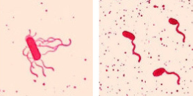 <p><mark data-color="red">Flagella</mark></p><p>Can you label, describe and explain what this diagram is/shows?</p>