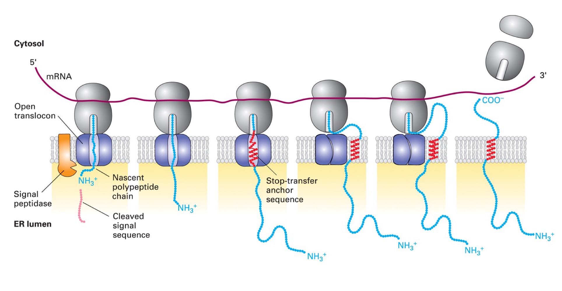 <p>Single pass, cleaved signal sequence @ N-terminus, uses <span style="color: green">SRP & receptor</span> to get to ER membrane, Nₒ-Cᵢ</p><p>Proteins use a cleavable signal seq & <strong><mark data-color="purple">STA</mark></strong><mark data-color="purple"> (stop-transfer anchor) </mark><strong><mark data-color="purple">sequence</mark></strong> that acts as membrane-spanning domain. Translocon opens to release hydrophobic stretch into membrane</p>