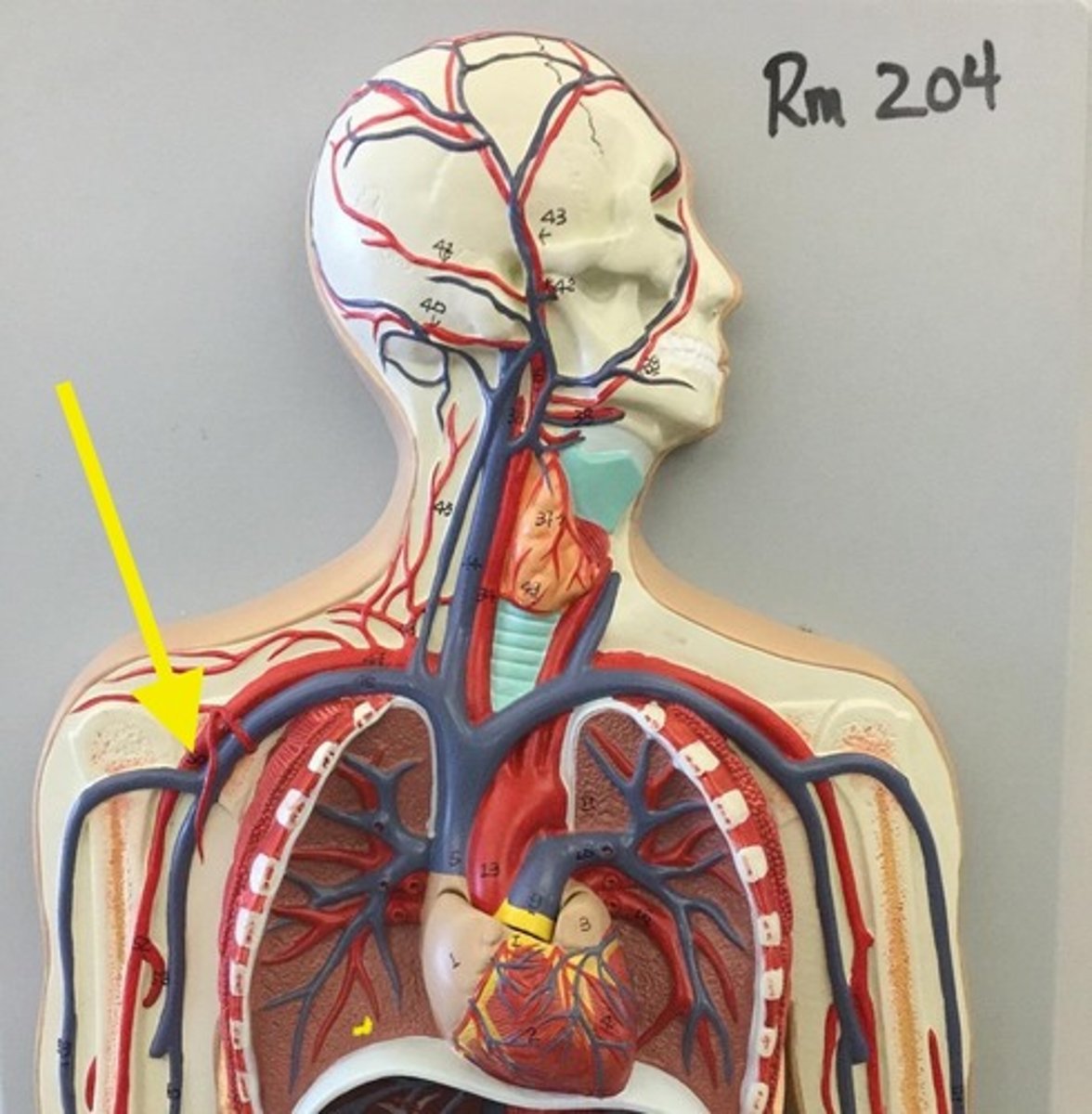knowt flashcard image