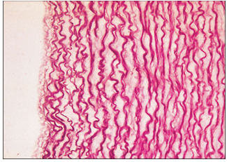 <p>name of histologic slide:</p><p>Specie:</p><p>Stain Used:</p>