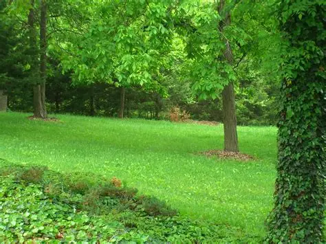 <p>verdant /ˈvɜːd(ə)nt/</p>