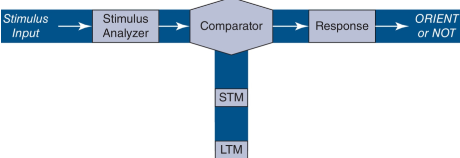 <p>This theory emphasizes the distinction between <strong>short-term memory</strong> and <strong>long-term memory</strong>.<br><strong>Habituation could reflect either short-term memory or long-term memory.</strong></p><p><strong>Responses are reduced if stimulus is recognized.</strong></p><div data-type="horizontalRule"><hr></div><p><strong>From the slide</strong></p><p><strong>Short-term habituation</strong><br>Stimulus is likely to be recognized if it is still in <strong>short-term memory</strong>.<br><strong>Massed repetitions</strong> increase probability that one or more occurrences are in STM.</p><p><strong>Long-term habituation</strong><br>Stimulus may be recognized if it can be retrieved from <strong>long-term memory</strong>.<br><strong>Spaced repetitions</strong> increase probability that occurrences can be retrieved.</p><p><strong>Expectancies / Missing stimulus effect</strong><br>Our memories allow us to build expectancies.<br>We may show <strong>greater orienting response if expected stimulus fails to occur</strong>.</p><div data-type="horizontalRule"><hr></div><p><strong>Diagram from the slide (what it means)</strong></p><p><strong>Stimulus Input → Stimulus Analyzer → Comparator → Response → ORIENT or NOT</strong></p><p>The <strong>Comparator</strong> checks the current stimulus against what is stored in:</p><ul><li><p><strong>STM</strong> (recent exposures)</p></li><li><p><strong>LTM</strong> (earlier exposures)</p></li></ul><p>If the stimulus is <strong>recognized</strong> → <strong>reduced orienting</strong> (habituation)<br>If the stimulus is <strong>not recognized</strong> or <strong>expected but missing</strong> → <strong>strong orienting response</strong></p><div data-type="horizontalRule"><hr></div><p><strong>Explanation (mine)</strong></p><p>Wagner is saying habituation is <strong>not</strong> just “help I’m bored of this stimulus.”</p><p>It is a <strong>memory process</strong>.</p><p>You stop responding because your brain says:</p><figure data-type="blockquoteFigure"><div><blockquote><p>“I’ve seen this before.”</p></blockquote><figcaption></figcaption></div></figure><ul><li><p>If you saw it <strong>very recently</strong> → STM → massed trials cause habituation</p></li><li><p>If you saw it <strong>a while ago but remember it</strong> → LTM → spaced trials cause habituation</p></li><li><p>If you <strong>expect</strong> it and it <strong>doesn’t happen</strong> → you react <strong>more</strong>, not less (missing stimulus effect)</p></li></ul><p>This is why:</p><ul><li><p>Massed trials = short-term habituation</p></li><li><p>Spaced trials = long-term habituation</p></li></ul><p>Reminder: this slide is the reason your professor cares about <strong>spacing vs massing</strong> and <strong>memory</strong> in habituation.</p>