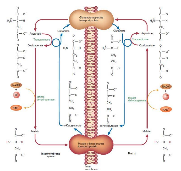 <p>glutamate + OAA → Transaminase → A-ketoglutarate + aspartate </p>