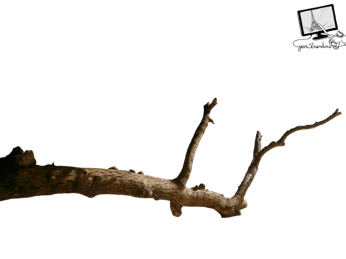 <p>part of a tree that grows out from the trunk / a division of an organization : cành cây / chi nhánh</p>