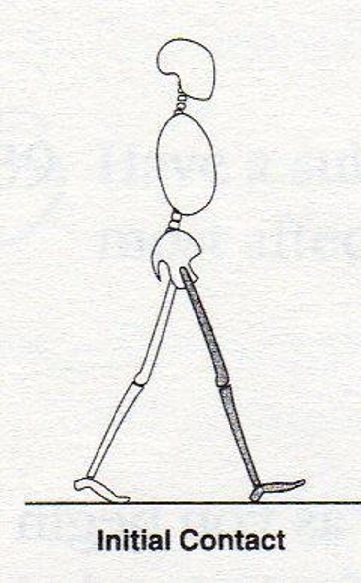 <p>Instant heel comes in contact with ground; begins period of double limb support. (0%)</p>
