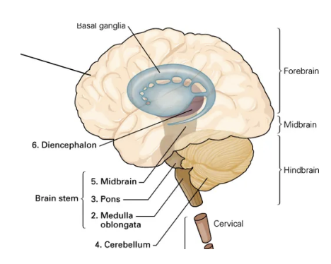 <p>cerebral cortex, hippocampus, amygdala</p>