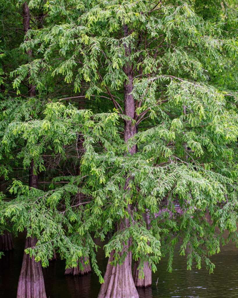 <p>Taxodium Distichum</p>